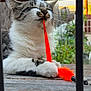 cat, tabby, white_fur, orange_toy, toy, paws, outdoor, wooden_table, greenery, playful, feline, pet, closeup, relaxed, whiskers, fuzzy, nature, animal, domestic, cute