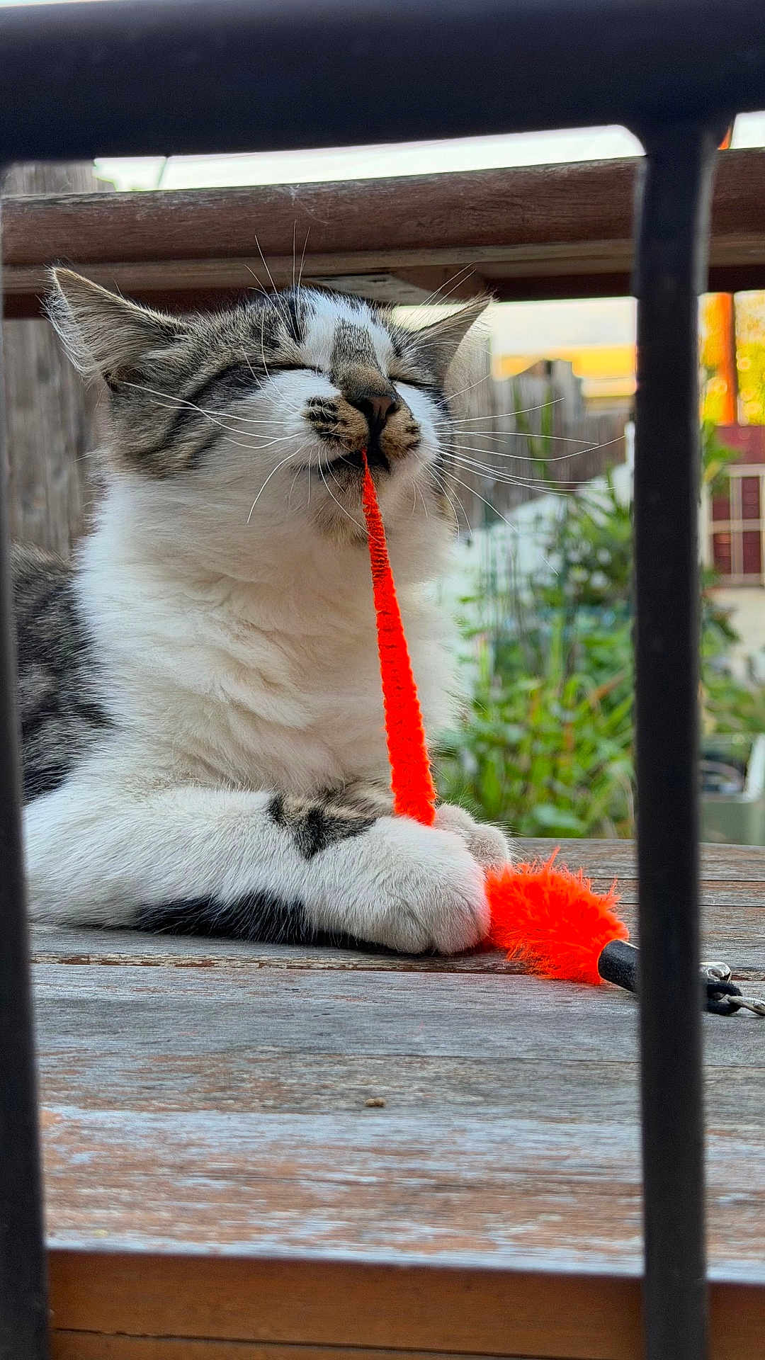 Fatty joined the competition — help win amazing prizes! cat, tabby, white_fur, orange_toy, toy, paws, outdoor, wooden_table, greenery, playful, feline, pet, closeup, relaxed, whiskers, fuzzy, nature, animal, domestic, cute