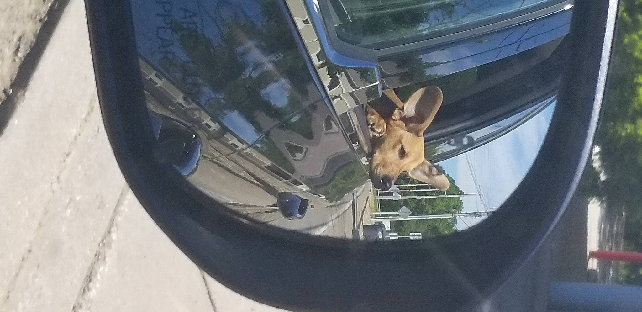 Luna joined the competition — help win amazing prizes! alloy_wheel, automotive_design, automotive_exterior, automotive_lighting, automotive_tire, bicycle_tire, bumper, car, fender, hood, hubcap, motor_vehicle, rim, synthetic_rubber, tire, tread, vehicle, vehicle_door, wheel, window