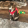 cat, tabby_cat, harness, collar_tag, sitting, wooden_floor, shag_rug, faux_fur, plush_toy, green_toy, indoor, pet, whiskers, paws, looking_at_camera, home_decor, statue, curious, cute, portrait