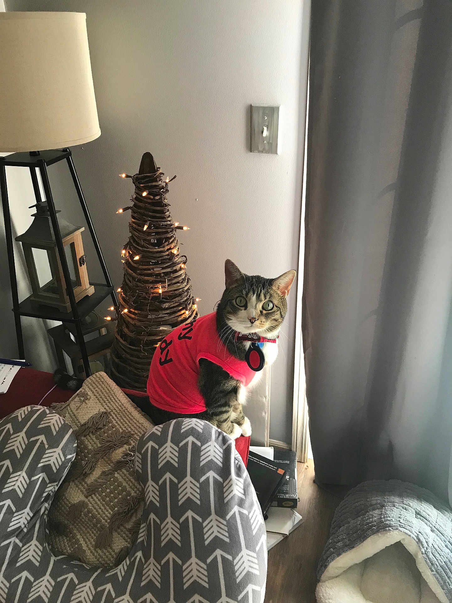 Dini is registered to the contest to win money with this photo: cat, tabby_cat, pet, indoor, christmas_tree, twinkle_lights, lamp, curtain, window, blanket, pillow, cushion, collar, pet_tag, wooden_floor, lantern, cozy, fur, red_shirt, looking_up