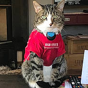 Dini is registered to the contest to win money with this photo: cat, tabby_cat, pet, clothing, jersey, ohio_state, collar, id_tag, paws, tail, table, remote_control, television, tv_graphic, living_room, furniture, storage_crate, papers, hardwood_floor, portrait