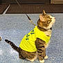 Dini joined the competition — help win amazing prizes! cat, tabby_cat, pet, leash, harness, yellow_shirt, indoor, tiled_floor, sitting, looking_up, whiskers, ears, paws, collar, tail, stripes, floor_mat, leash_clip, retail_floor, curious