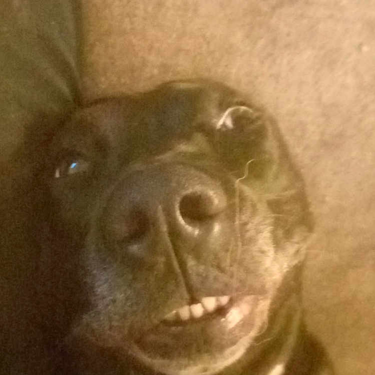 Laÿka participe au concours pour gagner de l'argent avec cette photo : animal, black_dog, canine, carpet, close_up, cute, dog, face, funny_expression, fur, indoor, lying_down, muzzle, nose, pet, portrait, relaxed, teeth, tongue_hidden, whiskers