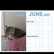 Richie joined the competition — help win amazing prizes! 2027, calendar, cat, cozy, cute, feline, fuzzy_blanket, gray, indoor, june, kitten, pet, pink, reminders, resting, sleeping, small_animal, text_overlay, to_do, wall