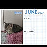 2027, calendar, cat, cozy, cute, feline, fuzzy_blanket, gray, indoor, june, kitten, pet, pink, reminders, resting, sleeping, small_animal, text_overlay, to_do, wall