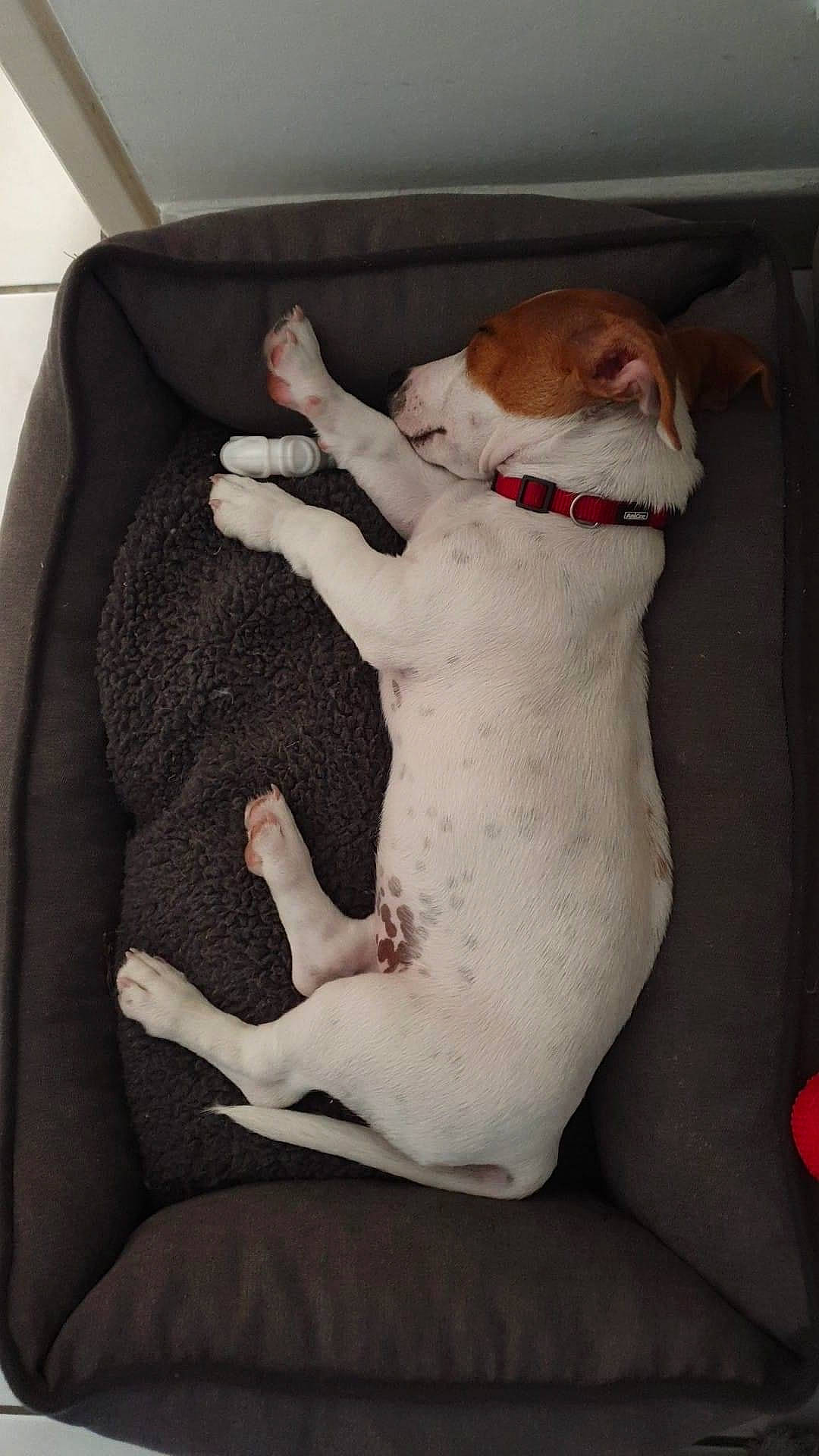 Roger a rejoint le concours — aidez-le/la à gagner de superbes lots ! canidae, carnivore, comfort, companion_dog, couch, dog, dog_breed, dog_supply, fawn, fur, linens, paw, pet_supply, seat_belt, snout, sporting_group, stuffed_toy, tail, whiskers, working_animal