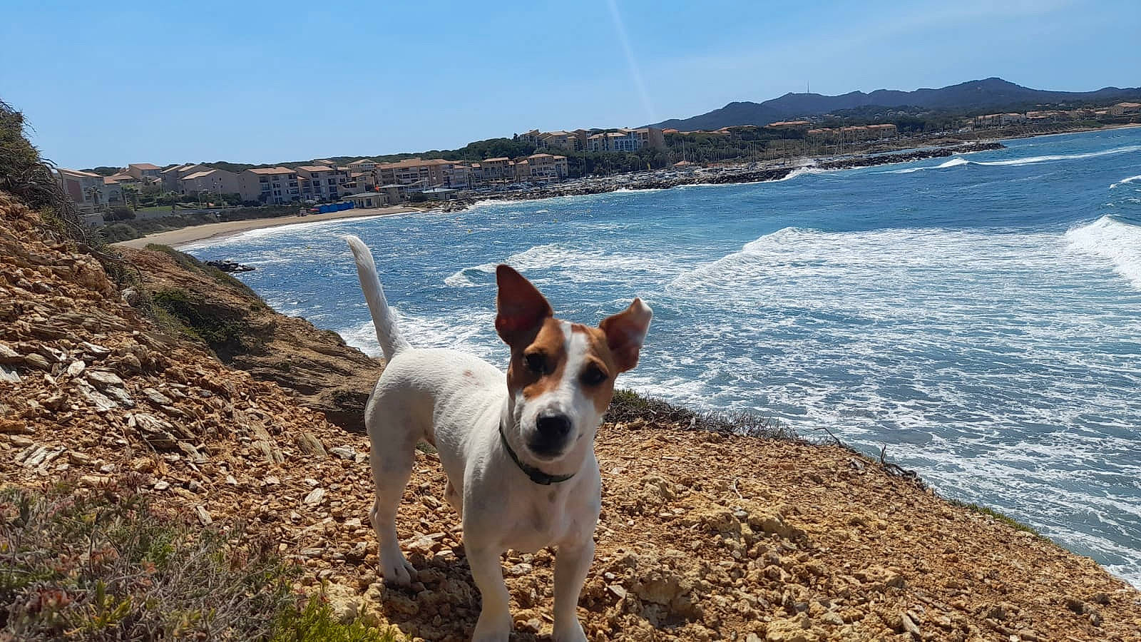 Roger participe au concours pour gagner de l'argent avec cette photo : beach, carnivore, cloud, coast, collar, companion_dog, dog, dog_breed, fawn, lake, landscape, mountain, ocean, rock, shore, sky, tail, terrier, water, wind_wave