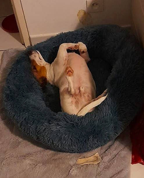 Roger participe au concours pour gagner de l'argent avec cette photo : bean_bag, canidae, carnivore, cat_bed, comfort, companion_dog, dog_bed, dog_breed, fawn, felidae, flooring, fur, linens, nap, sleep, small_to_medium_sized_cats, snout, sporting_group, tail, whiskers