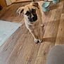 Hercules is registered to the contest to win money with this photo: puppy, dog, floor, wooden_floor, kitchen, pet_bowls, blue_eye, curious, indoor, young_dog, standing, tilted_head, light_brown_fur, black_mask, white_paws, tail, doorway, tile_floor, home, pet