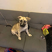 Hercules joined the competition — help win amazing prizes! puppy, dog, couch, furniture, indoor, pet, animal, mixed_breed, canine, sitting, looking, heterochromia, floor, clothing, lighter, cord, tail, ears, face, young