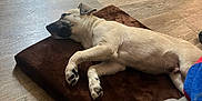 Hercules is registered to the contest to win money with this photo: dog, puppy, sleeping, brown_cushion, wooden_floor, blanket, crate, indoors, pet, relaxing, floor, fur, canine, resting, home, cozy, light, paw, animal, quiet
