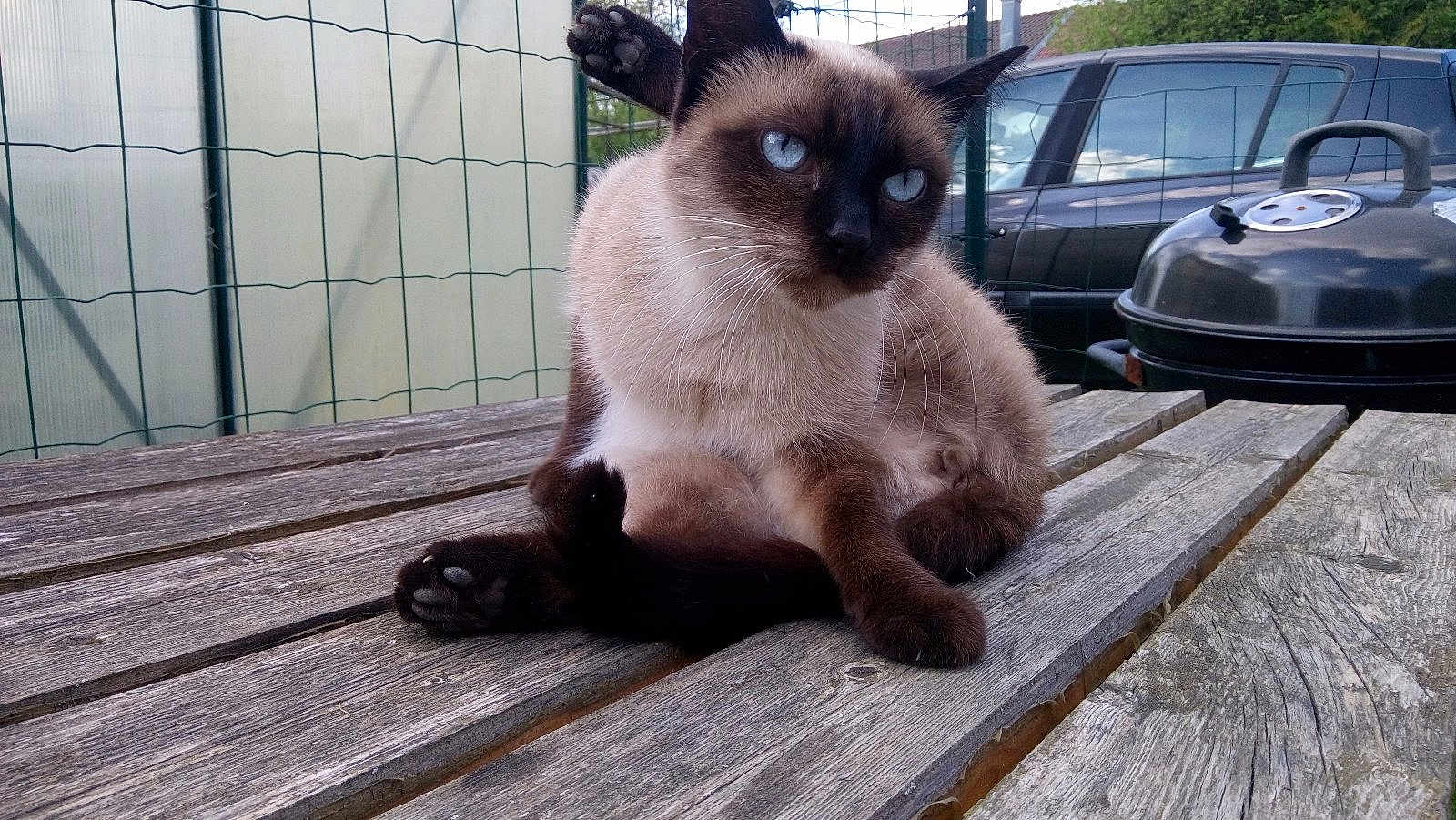 Cheyenne