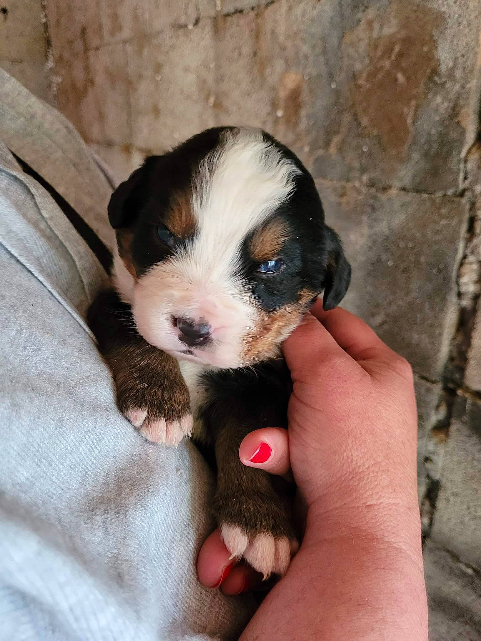 Terkan a rejoint le concours — aidez-le/la à gagner de superbes lots ! boston_terrier, canidae, carnivore, companion_dog, dog, dog_breed, fawn, fur, nail, non_sporting_group, paw, puppy, puppy_love, snout, sporting_group, thumb, toy_dog, whiskers, working_animal, working_dog