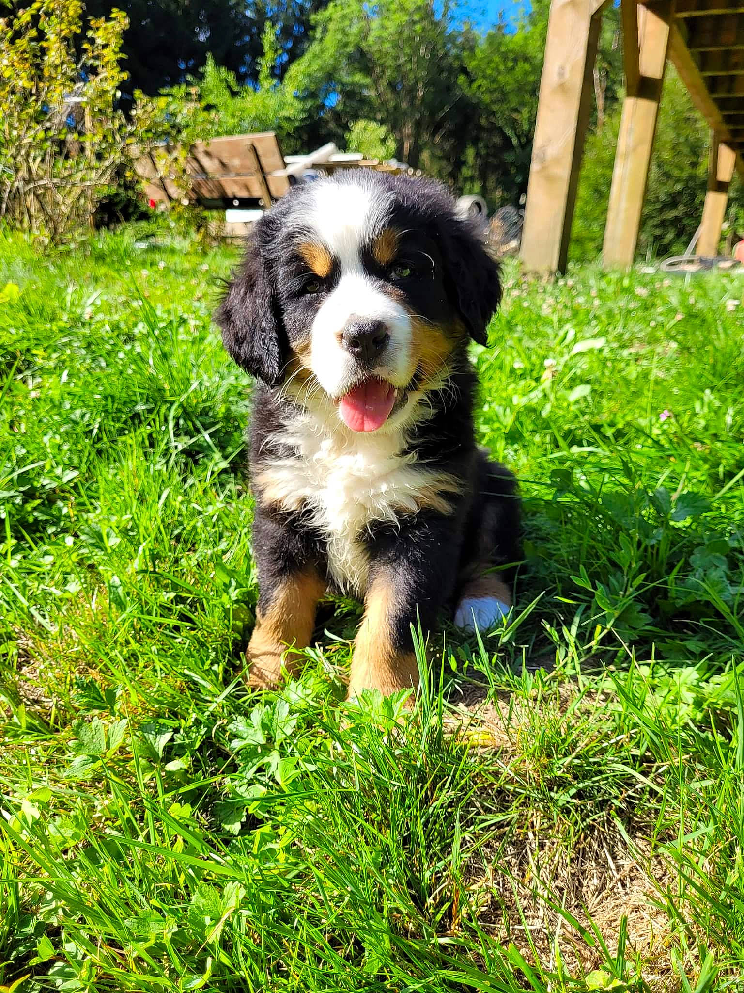 Terkan a rejoint le concours — aidez-le/la à gagner de superbes lots ! bernese_mountain_dog, canidae, carnivore, cavalier_king_charles_spaniel, companion_dog, dog, dog_breed, garden, grass, groundcover, herding_dog, king_charles_spaniel, lawn, plant, snout, spaniel, sporting_group, toy_dog, tree, working_dog