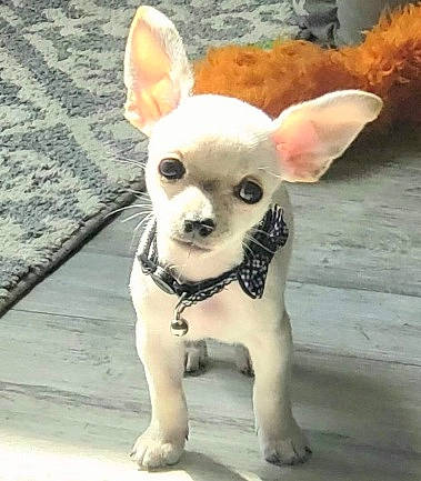 Blanco is registered to the contest to win money with this photo: carnivore, chihuahua, companion_dog, dog, dog_breed, dog_supply, ear, eye, fawn, fur, human_body, pattern, snout, sporting_group, sunglasses, tail, terrestrial_animal, toy_dog, whiskers, working_animal