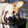 dog, corgi, close_up, portrait, outdoor, smiling, teeth, tongue, fur, ear, nose, playful, park, bokeh, sunlight, chair, resting, pet, happy, cute