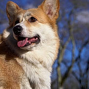 Rosie participe au concours pour gagner de l'argent avec cette photo : dog, corgi, pet, canine, portrait, closeup, tongue_out, brown_and_white_fur, fluffy, ears, nose, whiskers, outdoor, blue_sky, trees, daylight, park, happy, animal, fur_texture