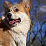 dog, corgi, pet, canine, portrait, closeup, tongue_out, brown_and_white_fur, fluffy, ears, nose, whiskers, outdoor, blue_sky, trees, daylight, park, happy, animal, fur_texture