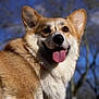 Rosie a rejoint le concours — aidez-le/la à gagner de superbes lots ! dog, corgi, tongue, nose, eyes, fur, ears, portrait, closeup, happy, pet, outdoor, blue_sky, trees, sunlight, daylight, shallow_depth_of_field, mammal, smile, photography