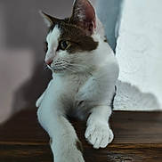 Vanille a rejoint le concours — aidez-le/la à gagner de superbes lots ! cat, feline, pet, animal, whiskers, fur, wood, surface, relaxed, side_view, domestic_cat, indoor, curious, close_up, mammal, portrait, paw, ears, focus, background_blur