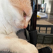 Angel joined the competition — help win amazing prizes! cat, close_up, paw, fur, whiskers, animal, pet, indoor, furniture, resting, cream_color, white_color, side_profile, soft_light, domestic_cat, relaxed, cute, mammal, eye, nose