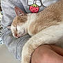 Angel joined the competition — help win amazing prizes! cat, sleeping, arm, gray_sweatshirt, strawberry_graphic, polka_dot_blanket, chair, indoor, resting, cute, feline, closeup, cozy, pet, nap, fur, whiskers, hand, comfort, relaxation