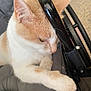 Angel joined the competition — help win amazing prizes! cat, cream_color, white_color, paw, fur, resting, cushion, gray, metal_bar, indoors, close_up, pet, animal, whiskers, sleepy, cute, feline, relaxed, soft, cozy