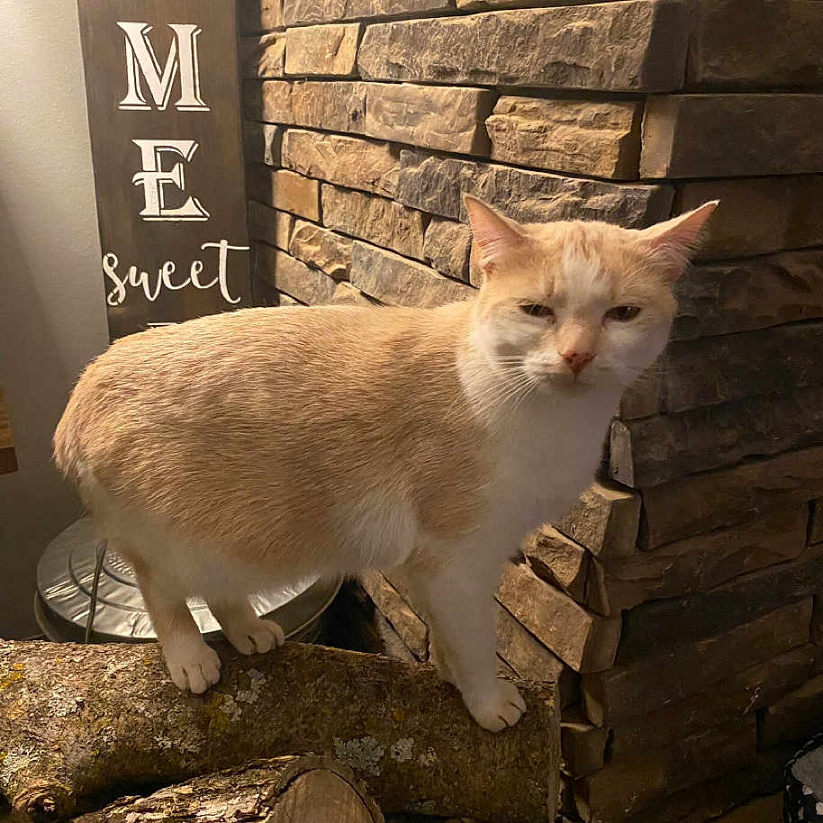 Angel is registered to the contest to win money with this photo: animal, background, beige_cat, cat, close_up, domestic_animal, feline, fur, home_decor, indoor, log, mammal, pet, resting, sign, standing, stone_wall, text, wood, wood_texture
