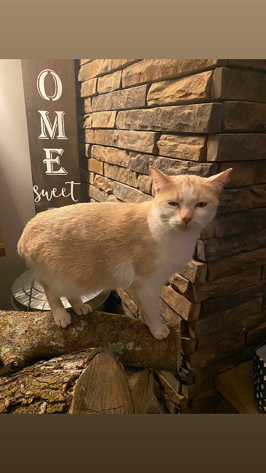 Angel is registered to the contest to win money with this photo: cat, beige_cat, wood, log, stone_wall, indoor, home_decor, sign, text, feline, pet, animal, fur, standing, close_up, mammal, domestic_animal, resting, wood_texture, background