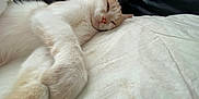 Angel is registered to the contest to win money with this photo: cat, white_cat, cream_cat, sleeping, lounging, indoor, blanket, soft_texture, relaxed, pet, feline, fur, close_up, resting, comfort, cozy, couch, black_leather, animal, cute