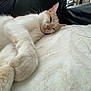 cat, white_cat, cream_cat, sleeping, lounging, indoor, blanket, soft_texture, relaxed, pet, feline, fur, close_up, resting, comfort, cozy, couch, black_leather, animal, cute