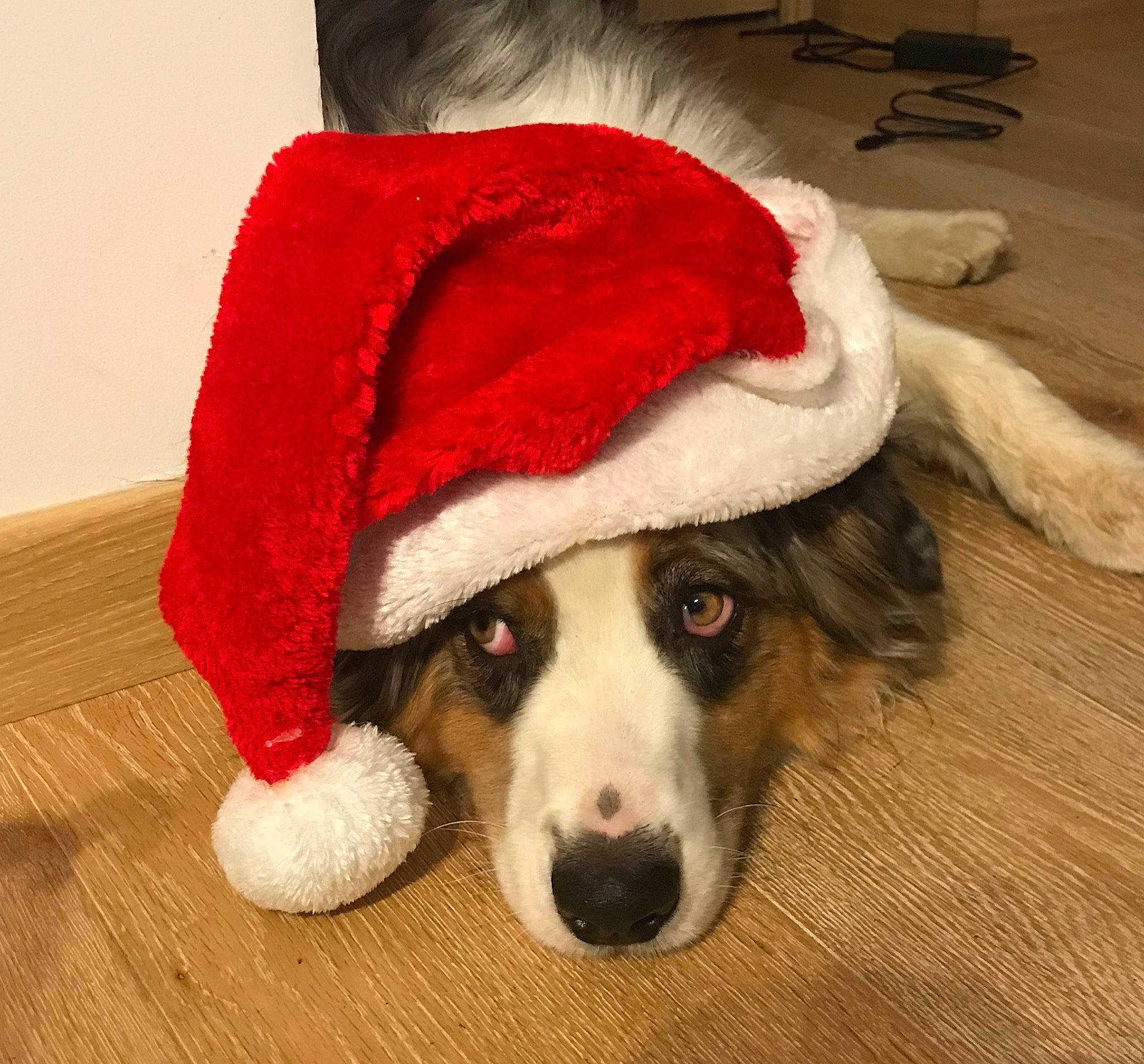 Oakley participe au concours pour gagner de l'argent avec cette photo : border_collie, canidae, carnivore, christmas, companion_dog, costume_accessory, costume_hat, dog, dog_breed, dog_clothes, dog_supply, fictional_character, fur, mammal, snout, sporting_group, st_bernard, vertebrate, working_dog