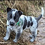 puppy, dog, animal, black_and_white, collar, bell, muddy, outdoor, path, grass, young, cute, ears, tail, fur, standing, portrait, closeup, pet, nature