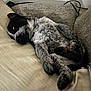 Buddy Love joined the competition — help win amazing prizes! dog, puppy, sleeping, couch, pillow, paw, black_and_white, speckled_fur, fur, indoor, relaxed, pet, cozy, resting, napping, close_up, home_interior, wood_paneling, blanket, cushion