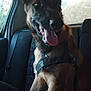 dog, german_shepherd, car, pet, animal, canine, seat, window, tongue_out, happy, ears_up, inside, transportation, leisure, domestic_animal, fur, muzzle, collar, adventure, companion