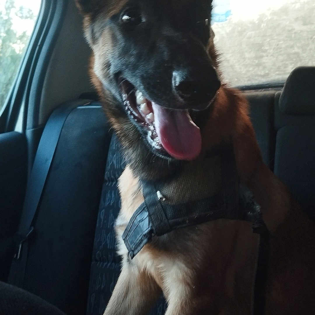 Tayson participe au concours pour gagner de l'argent avec cette photo : adventure, animal, canine, car, collar, companion, dog, domestic_animal, ears_up, fur, german_shepherd, happy, inside, leisure, muzzle, pet, seat, tongue_out, transportation, window