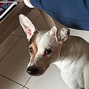 Jack participe au concours pour gagner de l'argent avec cette photo : accessories, animal, canine, chihuahua, computer, couch, dog, electronics, furniture, hound, indoors, interiordesign, laptop, pc, pet, puppy, remotecontrol, strap, table, whitedog