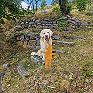 Pumba a rejoint le concours — aidez-le/la à gagner de superbes lots ! dog, golden_retriever, outdoor, grass, rocks, trees, sky, wooden_steps, scarecrow, metal_figure, nature, pet, animal, rural, hill, plants, bushes, sunny, daytime, tongue_out