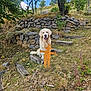 dog, golden_retriever, outdoor, grass, rocks, trees, sky, wooden_steps, scarecrow, metal_figure, nature, pet, animal, rural, hill, plants, bushes, sunny, daytime, tongue_out