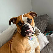 Sydney joined the competition — help win amazing prizes! dog, boxer, pet, indoor, couch, brown, white, collar, tag, chain, ears, face, fur, muscular, looking, resting, comfortable, expression, animal, portrait