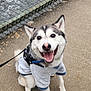 chainlink_fence, collar, dog, ears, eyes, fur, happy, harness, husky, leash, nose, outdoor, pavement, paws, portrait, sitting, smiling_dog, sweater, tongue_out, water