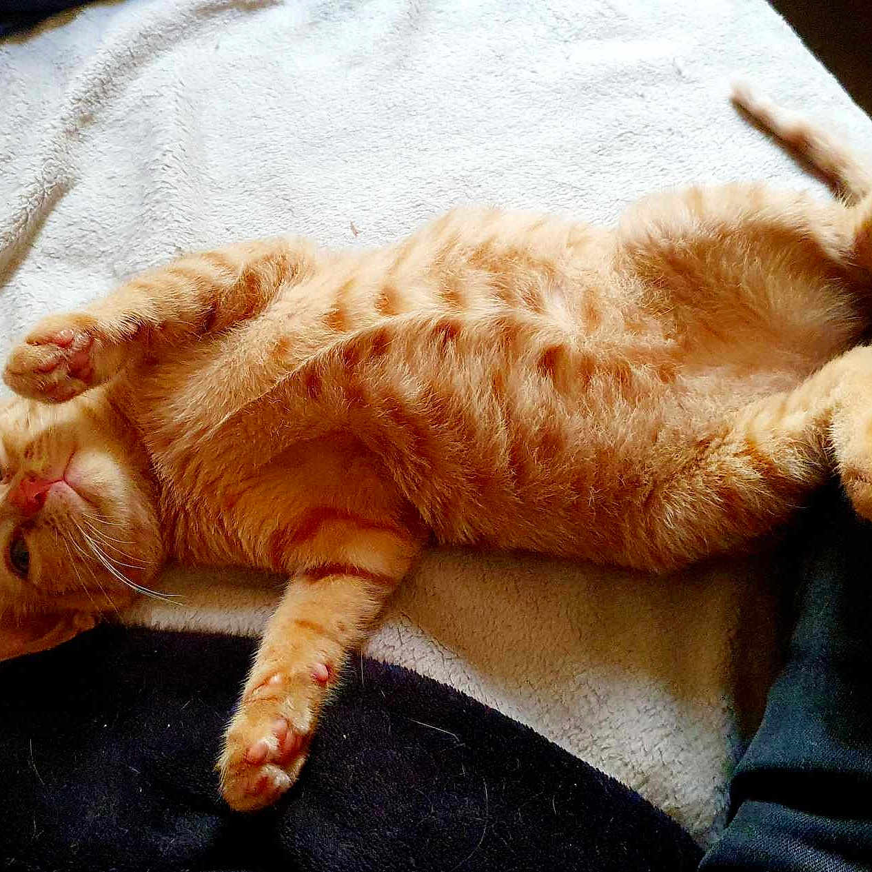 Kira participe au concours pour gagner de l'argent avec cette photo : abyssinian, animal, bed, blanket, cat, couch, cushion, egyptiancat, furniture, homedecor, indoors, kitten, manx, person, pet, quilt, sleeping, towel