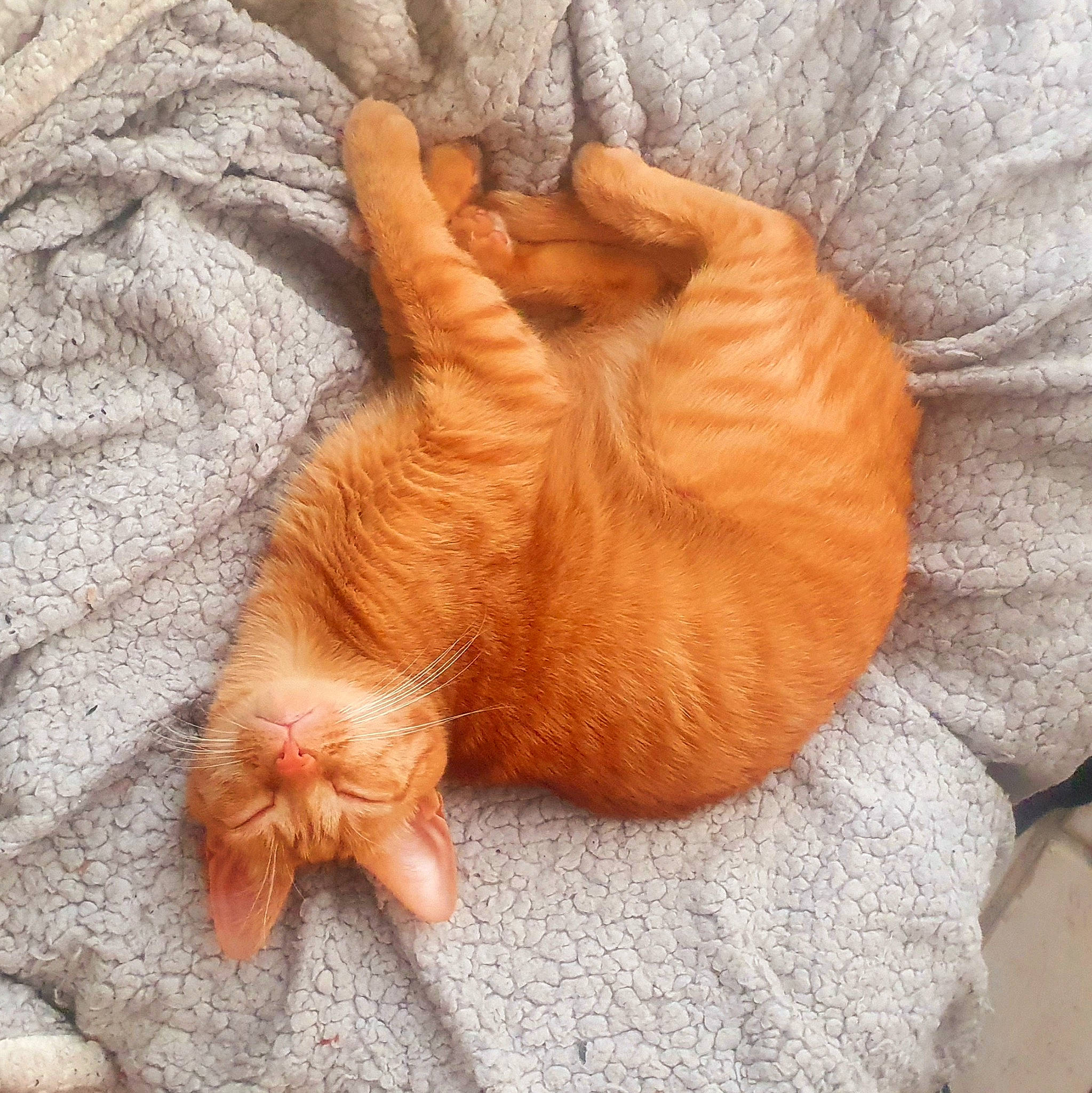 Kira participe au concours pour gagner de l'argent avec cette photo : barefoot, carnivore, cat, comfort, fawn, felidae, foot, gesture, human_leg, nail, orange, paw, small_to_medium_sized_cats, snout, tail, thumb, toe, whiskers, wood, wrinkle