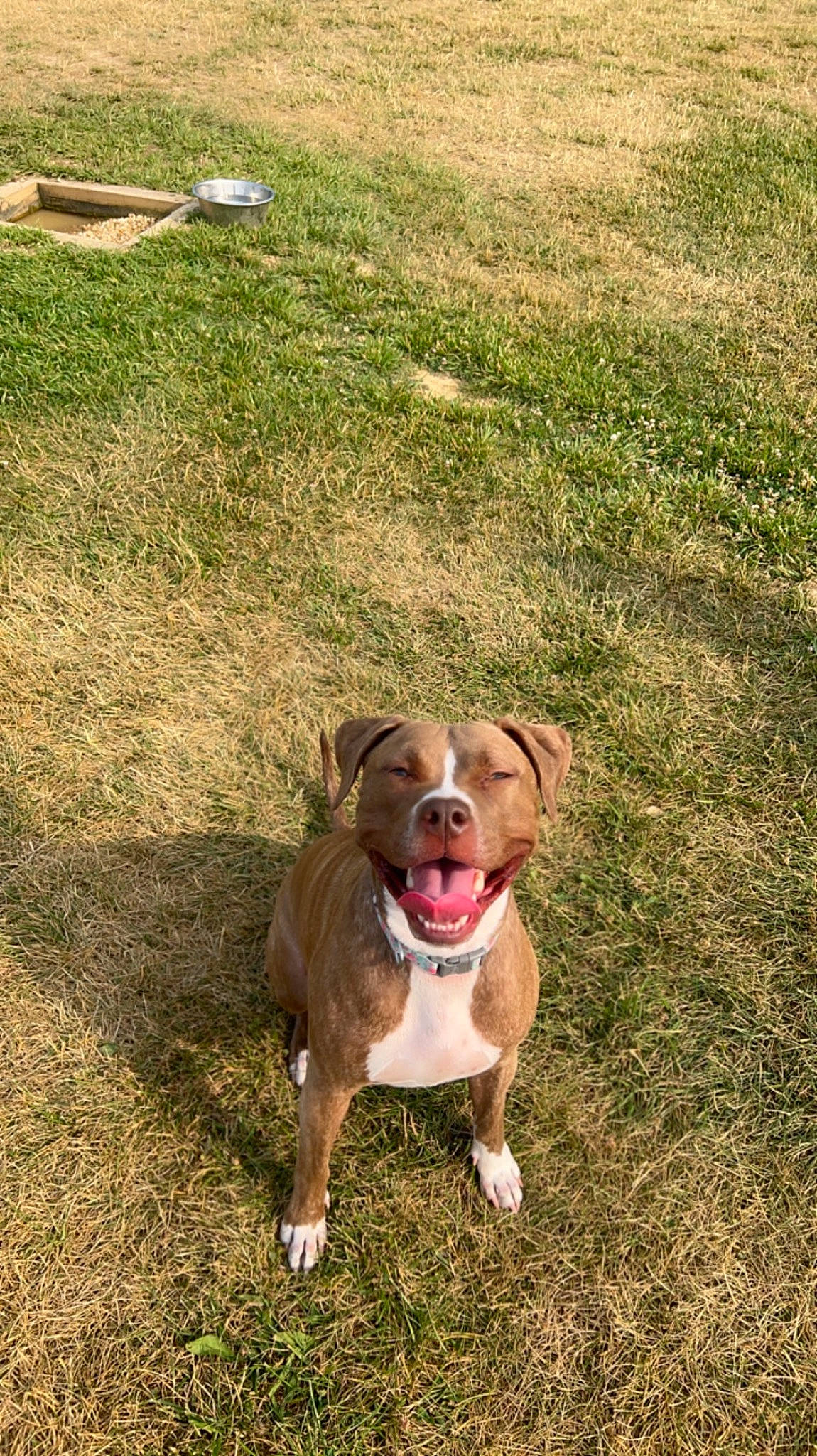 Novi is registered to the contest to win money with this photo: canidae, carnivore, collar, companion_dog, dog, dog_breed, dog_collar, fawn, grass, grassland, gun_dog, leash, liver, mammal, pet_supply, snout, soil, sporting_group, tail, working_animal