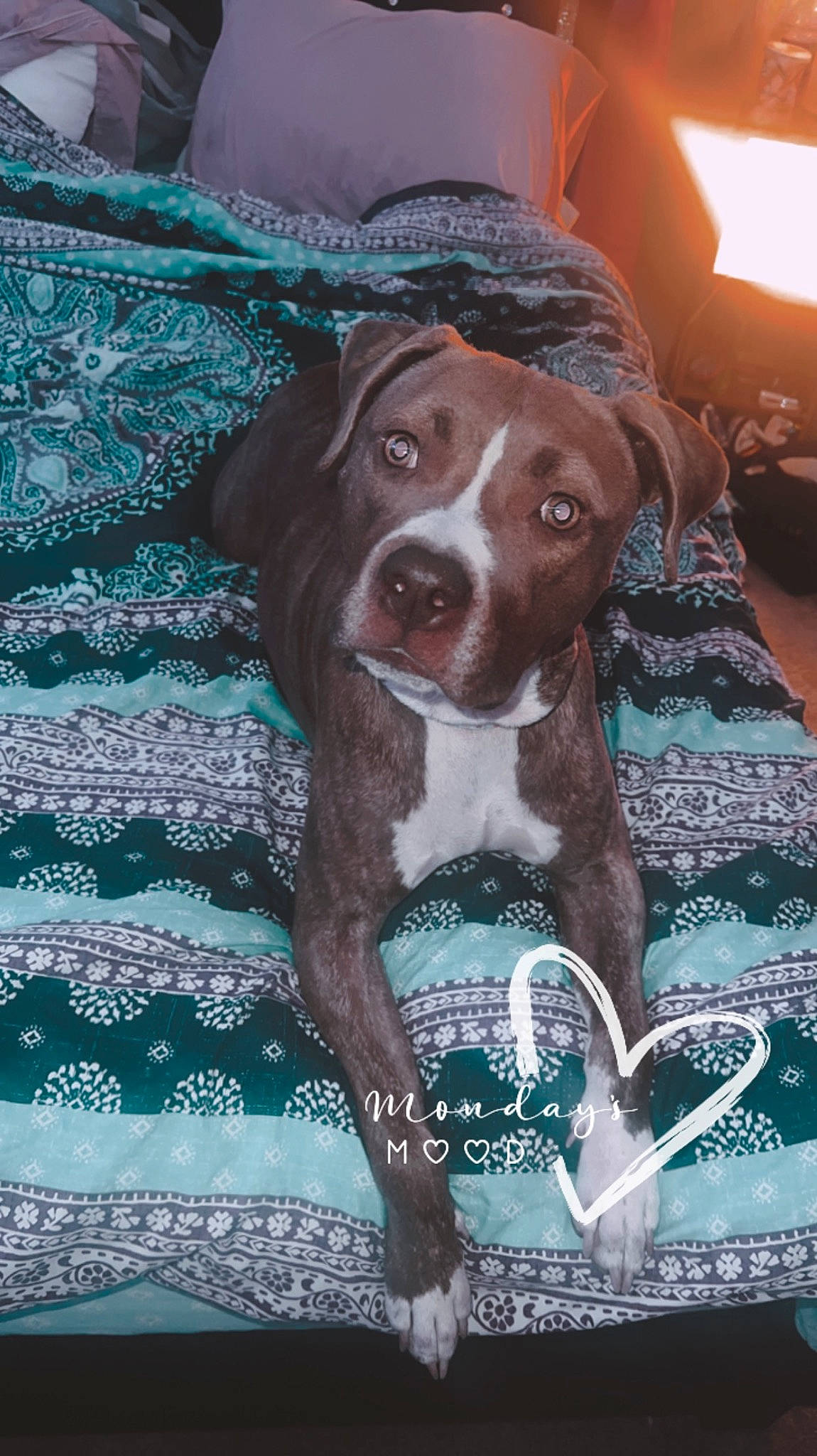 Novi is registered to the contest to win money with this photo: art, canidae, carnivore, circle, companion_dog, dog, dog_breed, fawn, gun_dog, hunting_dog, liver, non_sporting_group, pattern, sporting_group, vehicle_door, whiskers, working_animal