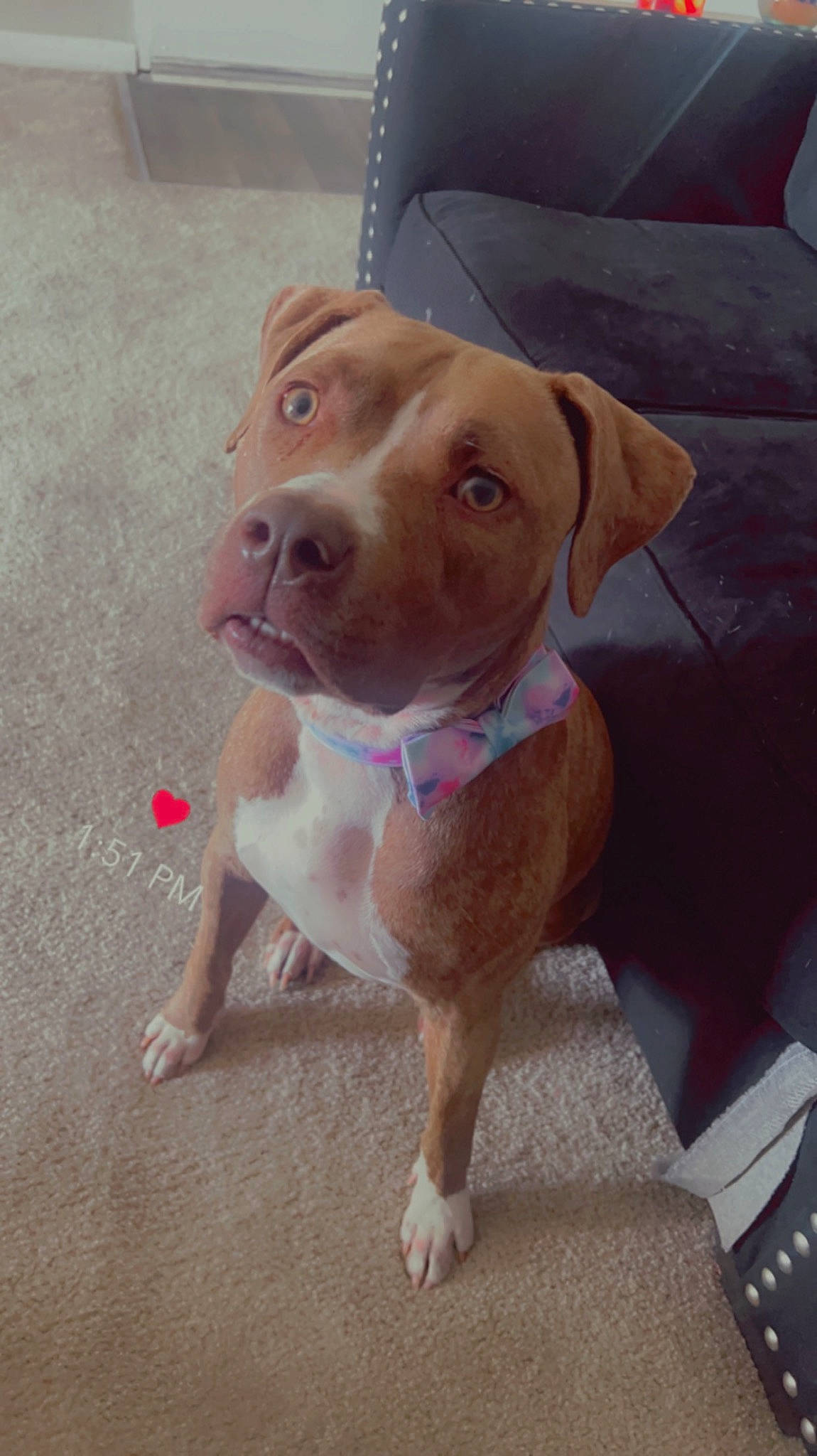 Novi is registered to the contest to win money with this photo: canidae, carnivore, collar, companion_dog, dog, dog_breed, dog_collar, dog_supply, fawn, flooring, gun_dog, hound, hunting_dog, liver, pet_supply, snout, sporting_group, whiskers, wood, working_animal