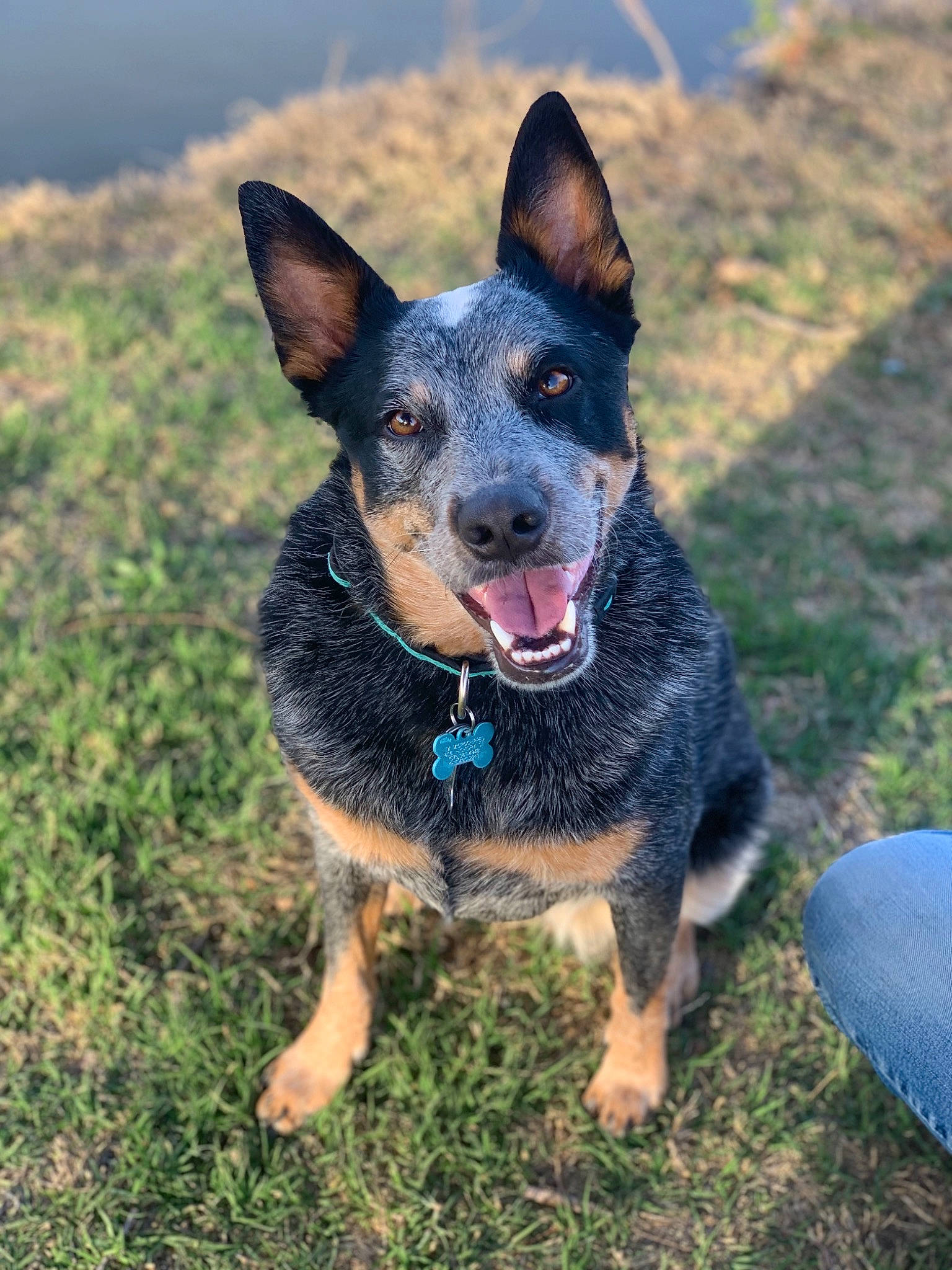 Harley Quinn joined the competition — help win amazing prizes! art, canidae, carnivore, companion_dog, dog, dog_breed, grass, guard_dog, herding_dog, plant, snout, sporting_group, whiskers, working_animal, working_dog