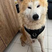 Kenji participe au concours pour gagner de l'argent avec cette photo : accessories, animal, architecture, building, canine, dog, eskimodog, hardwood, husky, indoors, interiordesign, leash, outdoors, pet, puppy, shelter, snout, strap, whitedog, wood