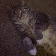 Kitty joined the competition — help win amazing prizes! alert, animal, carpet, cat, closeup, cute, domestic_cat, feline, fur, gray_cat, indoor, laying_down, mammal, paw, pet, portrait, relaxed, tabby, whiskers, white_paws